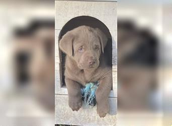 Labrador Welpen in der Farbe Silber mit Ahnentafel!