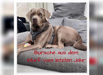 Labrador Welpen in der Farbe Silber mit Ahnentafel!