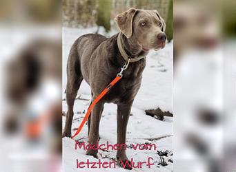 Labrador Welpen in der Farbe Silber mit Ahnentafel!