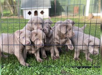 Labrador Welpen in der Farbe Silber mit Ahnentafel!