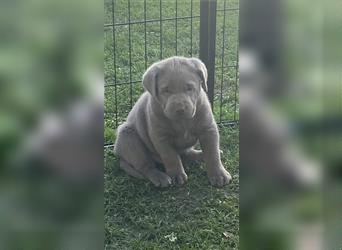 Labrador Welpen in der Farbe Silber mit Ahnentafel!