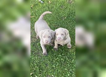 Labrador Welpen in der Farbe Silber mit Ahnentafel!