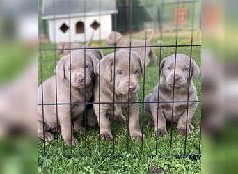 Labrador Welpen in der Farbe Silber mit Ahnentafel!