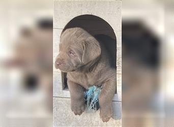 Labrador Welpen in der Farbe Silber mit Ahnentafel!