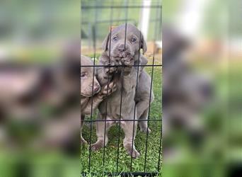 Labrador Welpen in der Farbe Silber mit Ahnentafel!