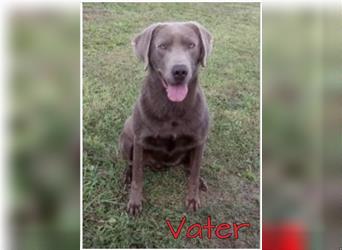 Labrador Welpen in der Farbe Silber mit Ahnentafel!