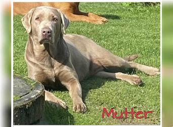 Labrador Welpen in der Farbe Silber mit Ahnentafel!