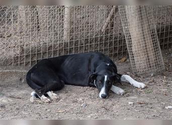 BONNIE-besondere, exotisch wirkende Schönheit, zart, sanft sucht happy End mit eigener Familie