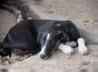 BONNIE-besondere, exotisch wirkende Schönheit, zart, sanft sucht happy End mit eigener Familie