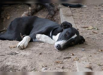 BONNIE-besondere, exotisch wirkende Schönheit, zart, sanft sucht happy End mit eigener Familie