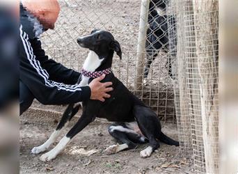 BONNIE-besondere, exotisch wirkende Schönheit, zart, sanft sucht happy End mit eigener Familie