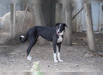 BONNIE-besondere, exotisch wirkende Schönheit, zart, sanft sucht happy End mit eigener Familie