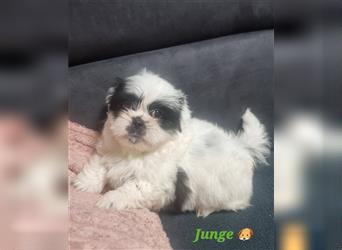 Shihtzu Rüde  ( Reinrassig)