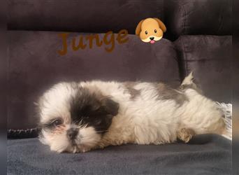 Shihtzu Welpen