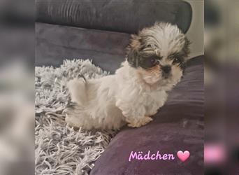 Shihtzu Welpen