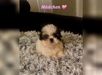 Shihtzu Welpen