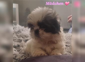 Shihtzu Welpen