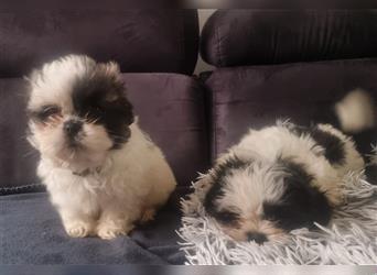 Shihtzu Welpen