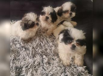 Shihtzu Welpen