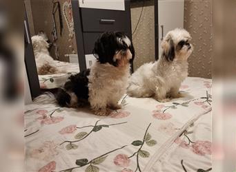 Shihtzu Welpen