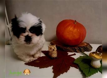 Shihtzu Welpen