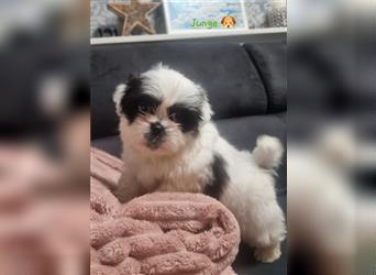 Shihtzu Rüde  ( Reinrassig)