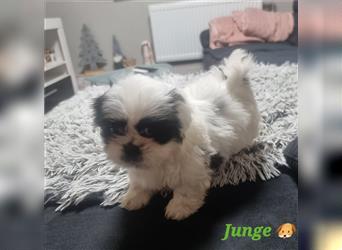 Shihtzu Rüde  ( Reinrassig)