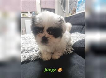 Shihtzu Rüde  ( Reinrassig)