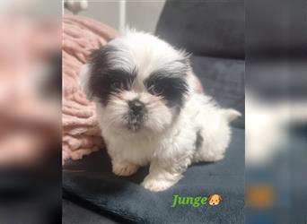 Shihtzu Rüde  ( Reinrassig)