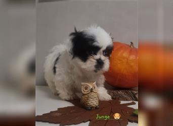 Shihtzu Welpen