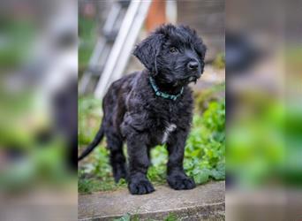 Schwarze Briardwelpen aus VDH-Zucht