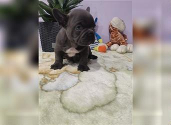 Französische Bulldogge aus erstklassiger Verpaarung