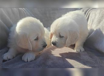 Wunderschöne, beim AKC registrierte Golden Retriever-Welpen. Welpen ab sofort verfügbar.