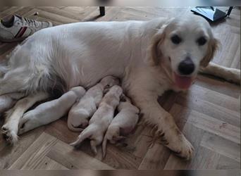 Wunderschöne, beim AKC registrierte Golden Retriever-Welpen. Welpen ab sofort verfügbar.