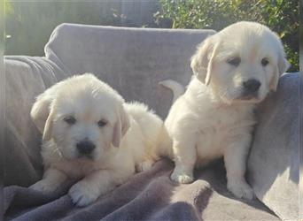 Wunderschöne, beim AKC registrierte Golden Retriever-Welpen. Welpen ab sofort verfügbar.