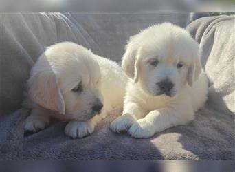 Wunderschöne, beim AKC registrierte Golden Retriever-Welpen. Welpen ab sofort verfügbar.