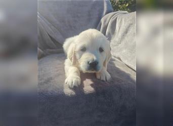 Wunderschöne, beim AKC registrierte Golden Retriever-Welpen. Welpen ab sofort verfügbar.