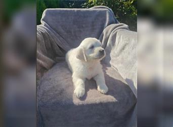 Wunderschöne, beim AKC registrierte Golden Retriever-Welpen. Welpen ab sofort verfügbar.