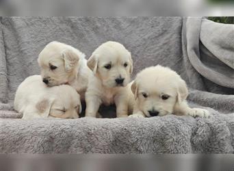 Wunderschöne, beim AKC registrierte Golden Retriever-Welpen. Welpen ab sofort verfügbar.