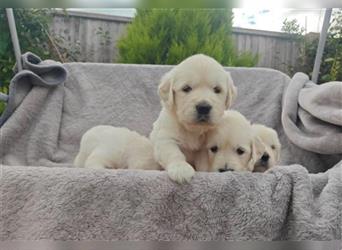 Wunderschöne, beim AKC registrierte Golden Retriever-Welpen. Welpen ab sofort verfügbar.