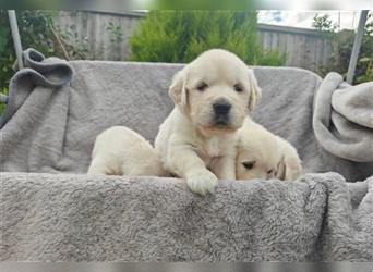 Wunderschöne, beim AKC registrierte Golden Retriever-Welpen. Welpen ab sofort verfügbar.