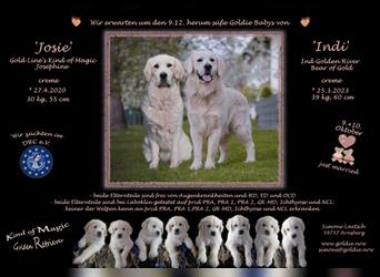 Wir erwarten im Dezember reinrassige Golden Retriever Welpen, die im Februar 25 abgabebereit sind