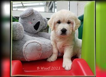 Wir erwarten im Dezember reinrassige Golden Retriever Welpen, die im Februar 25 abgabebereit sind