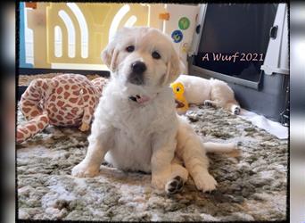 Wir erwarten im Dezember reinrassige Golden Retriever Welpen, die im Februar 25 abgabebereit sind