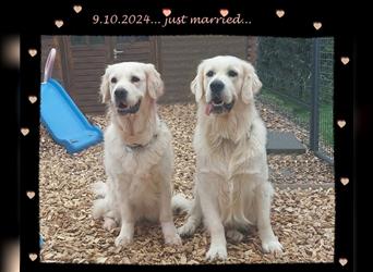 Wir erwarten im Dezember reinrassige Golden Retriever Welpen, die im Februar 25 abgabebereit sind