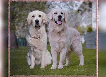 Wir erwarten im Dezember reinrassige Golden Retriever Welpen, die im Februar 25 abgabebereit sind