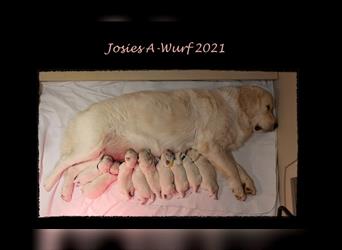 Wir erwarten im Dezember reinrassige Golden Retriever Welpen, die im Februar 25 abgabebereit sind