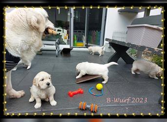 Wir erwarten im Dezember reinrassige Golden Retriever Welpen, die im Februar 25 abgabebereit sind