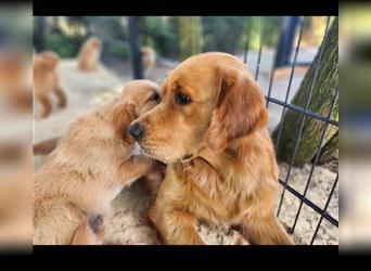 Golden Retriever Arvid reinrassig