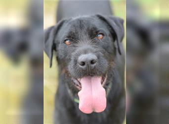 Kompot, großer, freundlicher Schnauzer Mischling, 3 Jahre alt